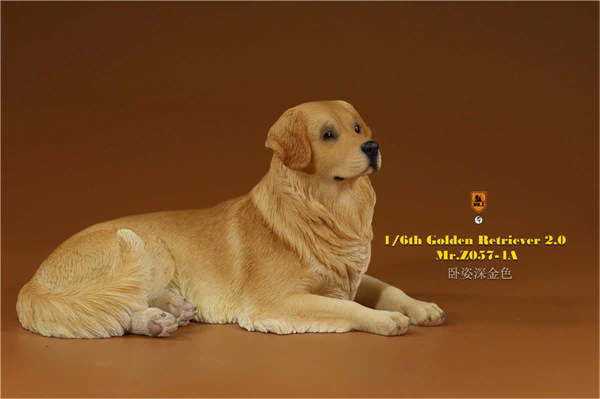 Mr.z 1/6 Golden Retriever Model