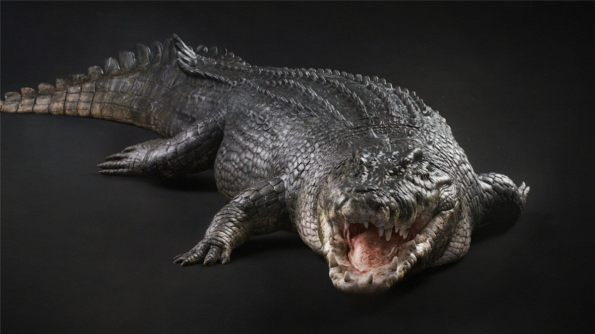 Lolong Estuarine Crocodile Model