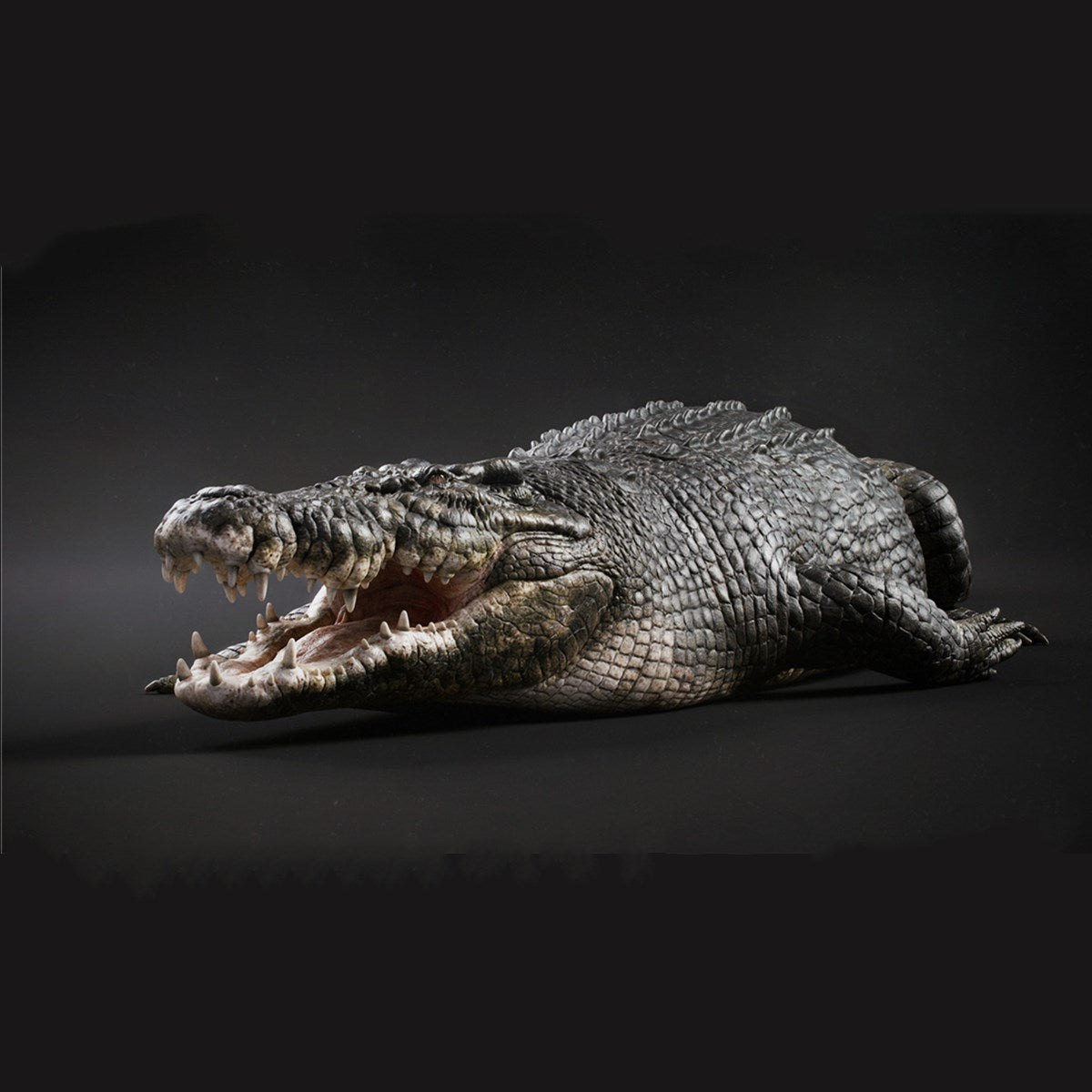 Lolong Estuarine Crocodile Model