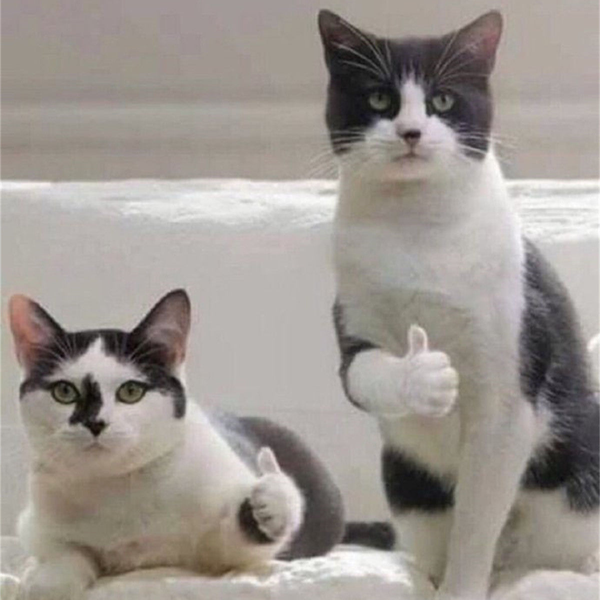 2Pcs Thumb Up Cat Model