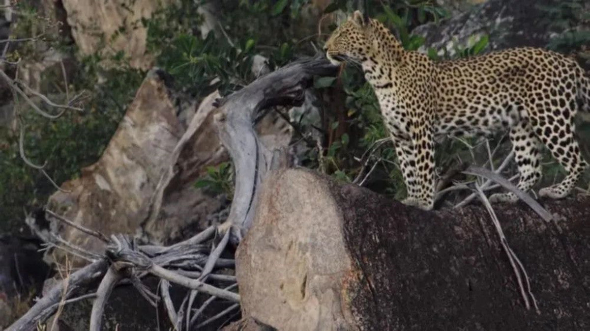 Leopard VS Antelope Scene Model