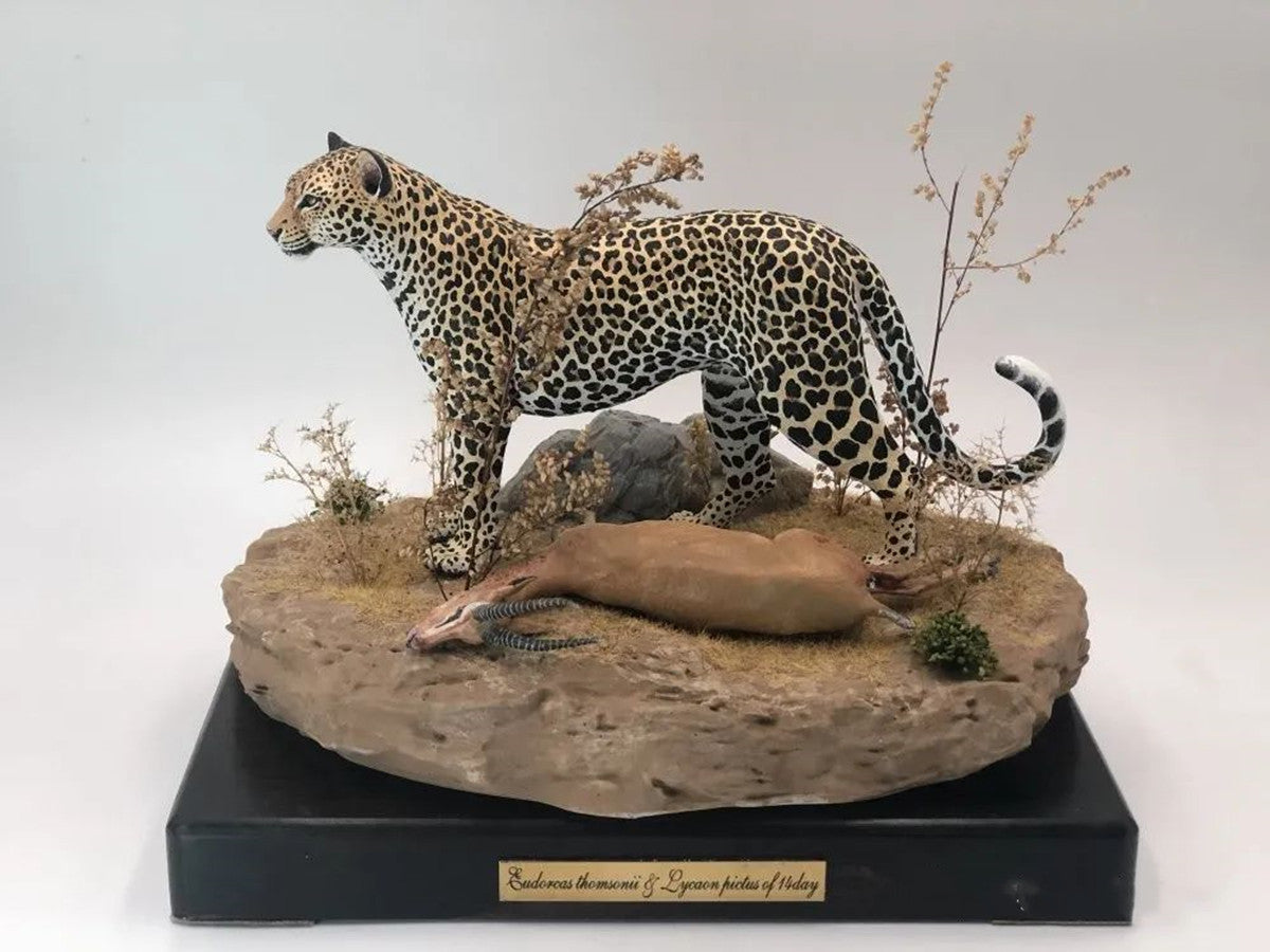 Leopard VS Antelope Scene Model
