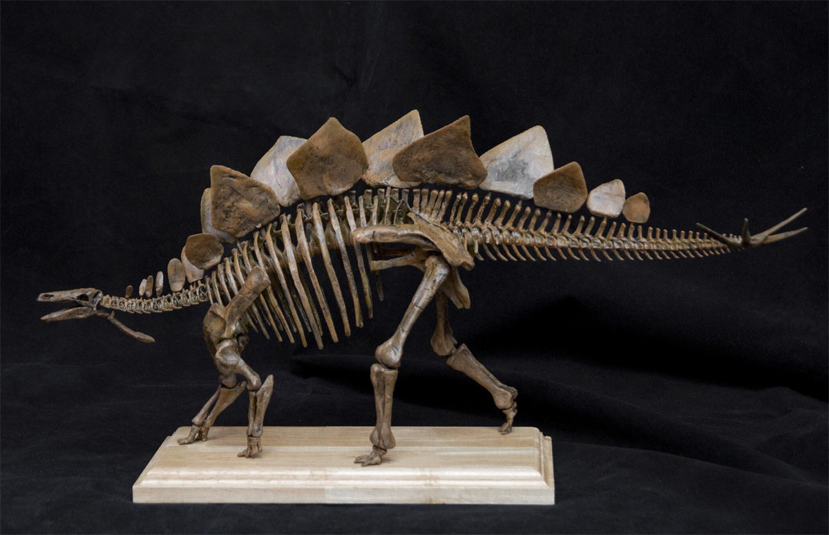 1/20 Stegosaurus Skeleton Model