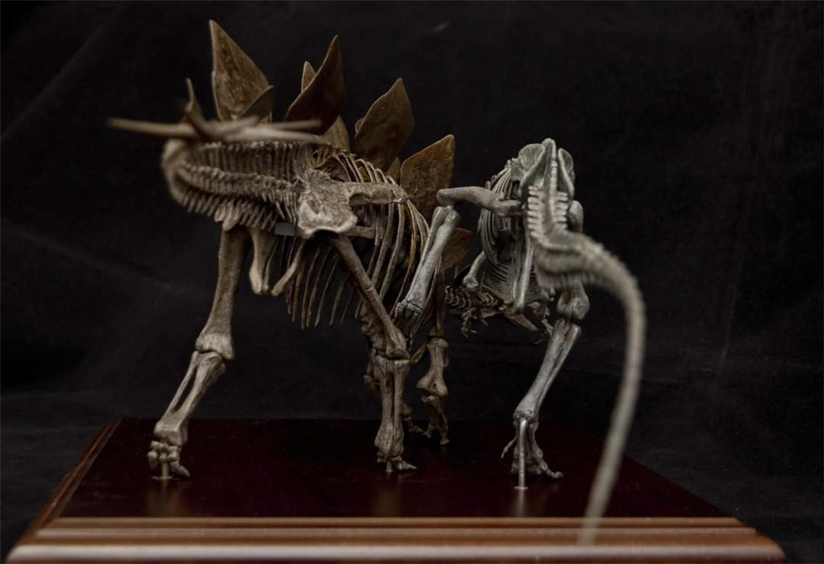 Stegosaurus VS Allosaurus Skeleton Model