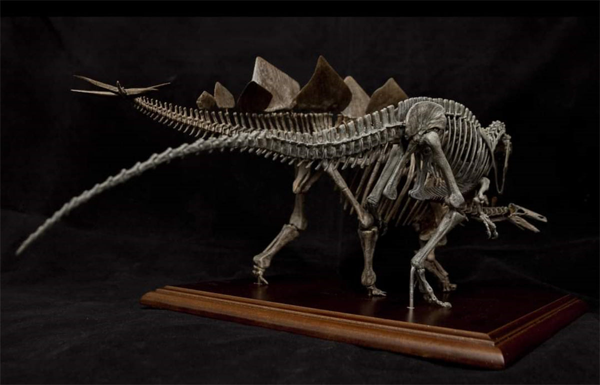 Stegosaurus VS Allosaurus Skeleton Model