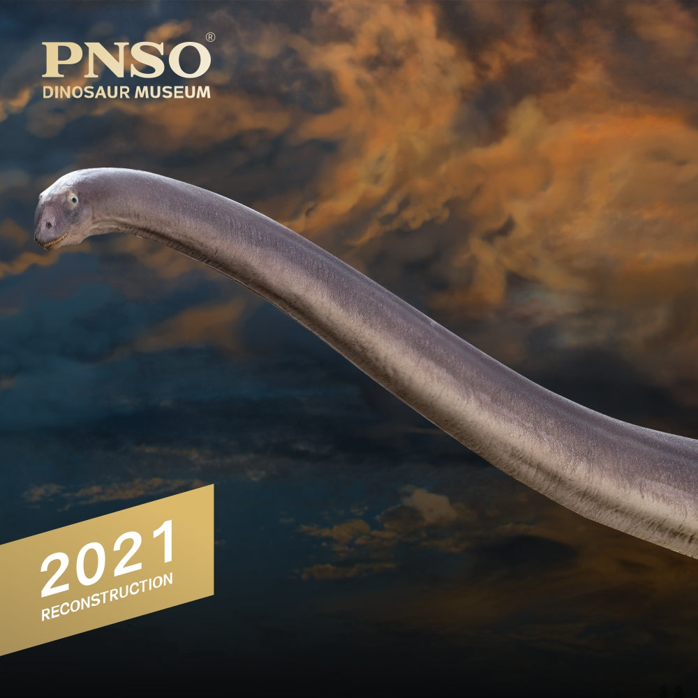 PNSO 1:45 Mamenchisaurus ER-MA Model