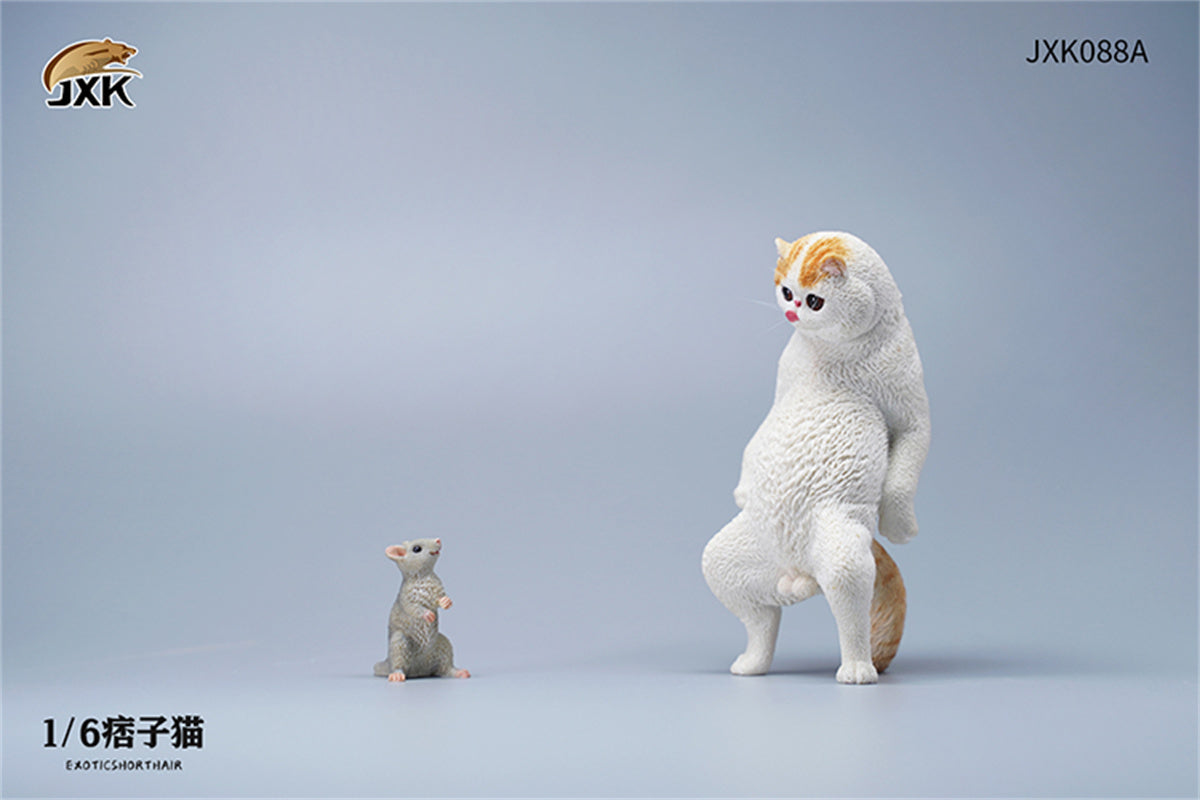 JXK 1/6 ExoticShorthair Model