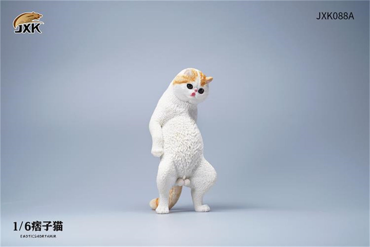 JXK 1/6 ExoticShorthair Model