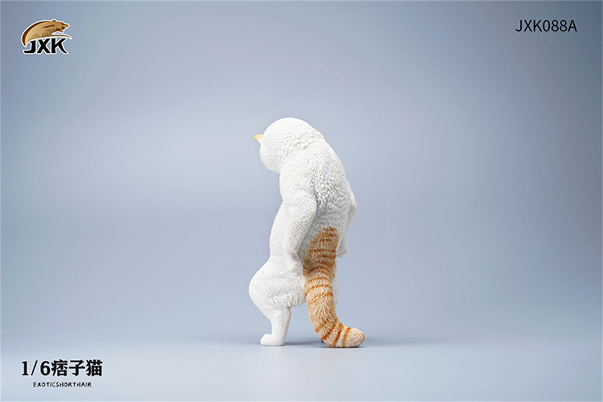 JXK 1/6 ExoticShorthair Model