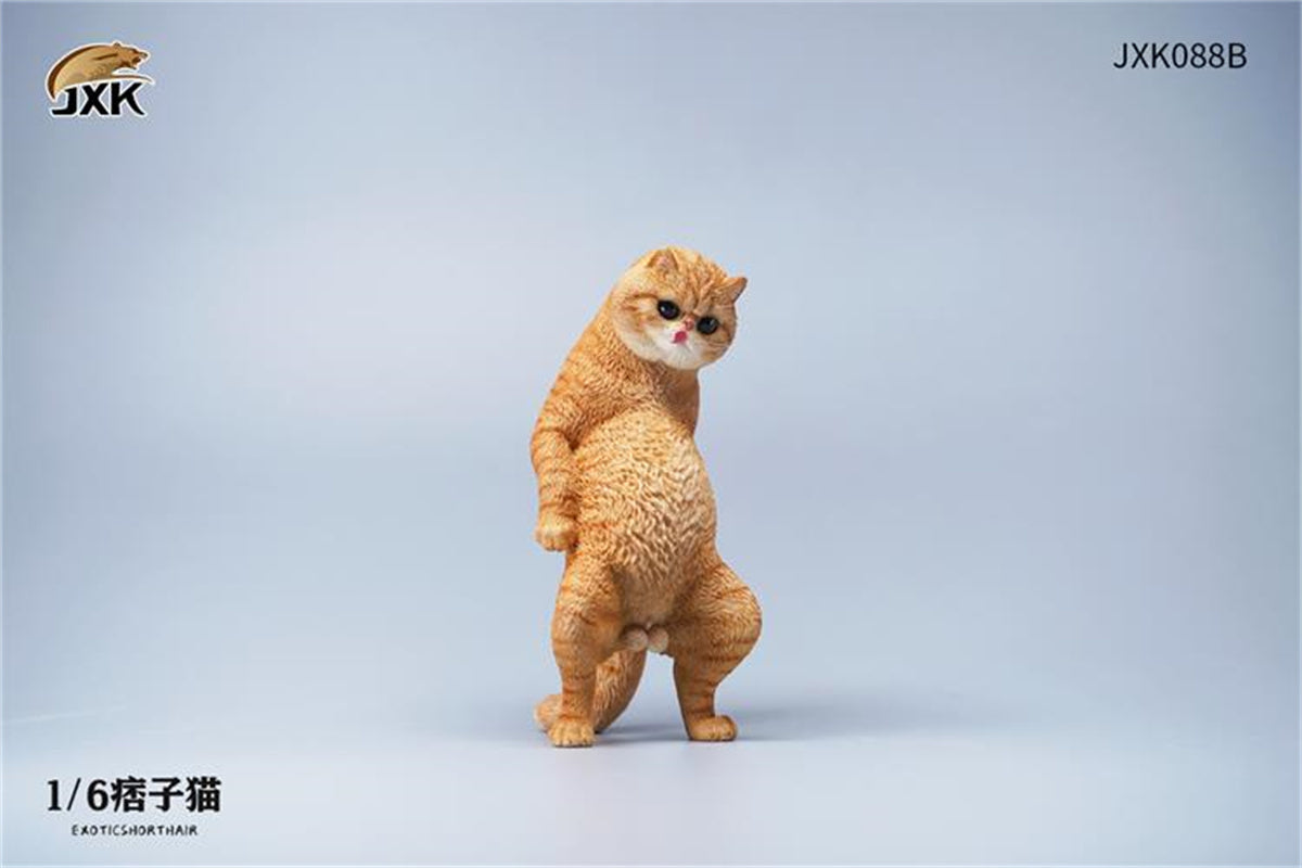 JXK 1/6 ExoticShorthair Model