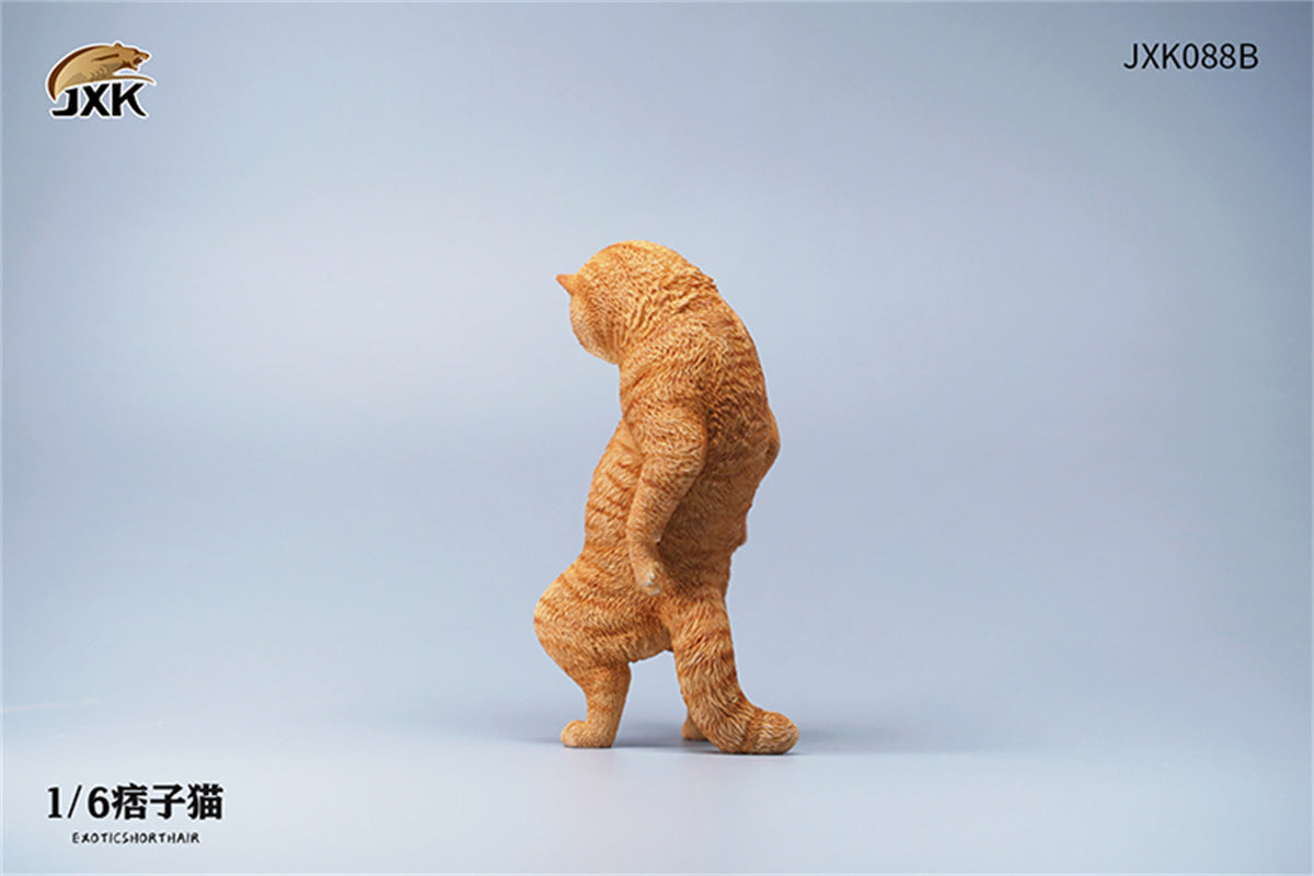 JXK 1/6 ExoticShorthair Model