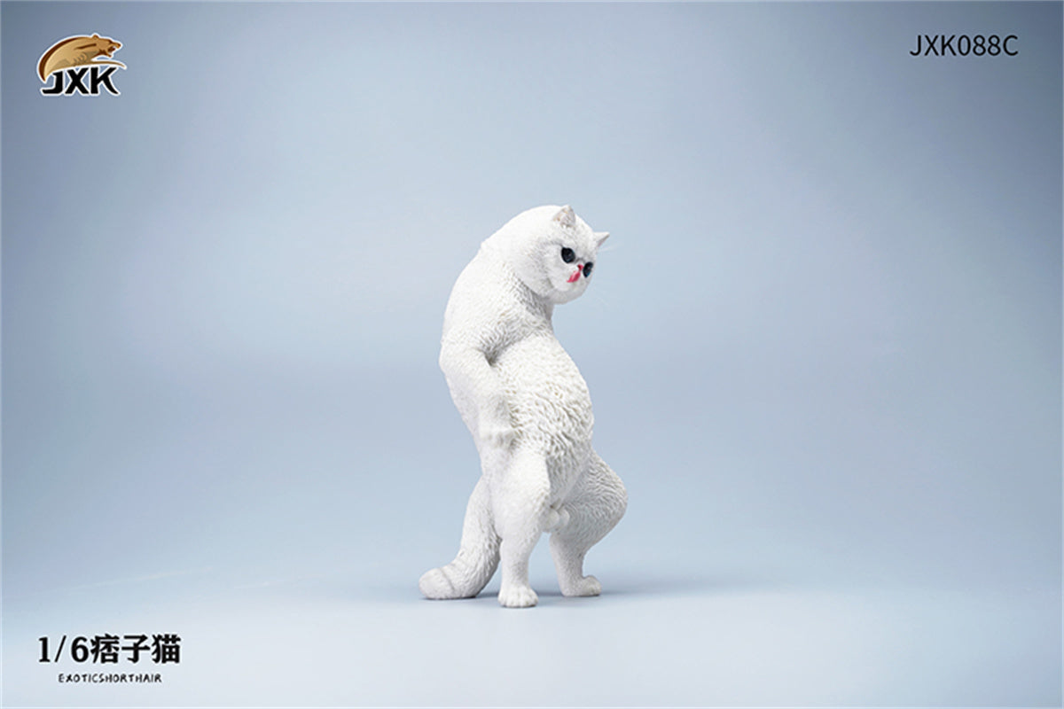 JXK 1/6 ExoticShorthair Model