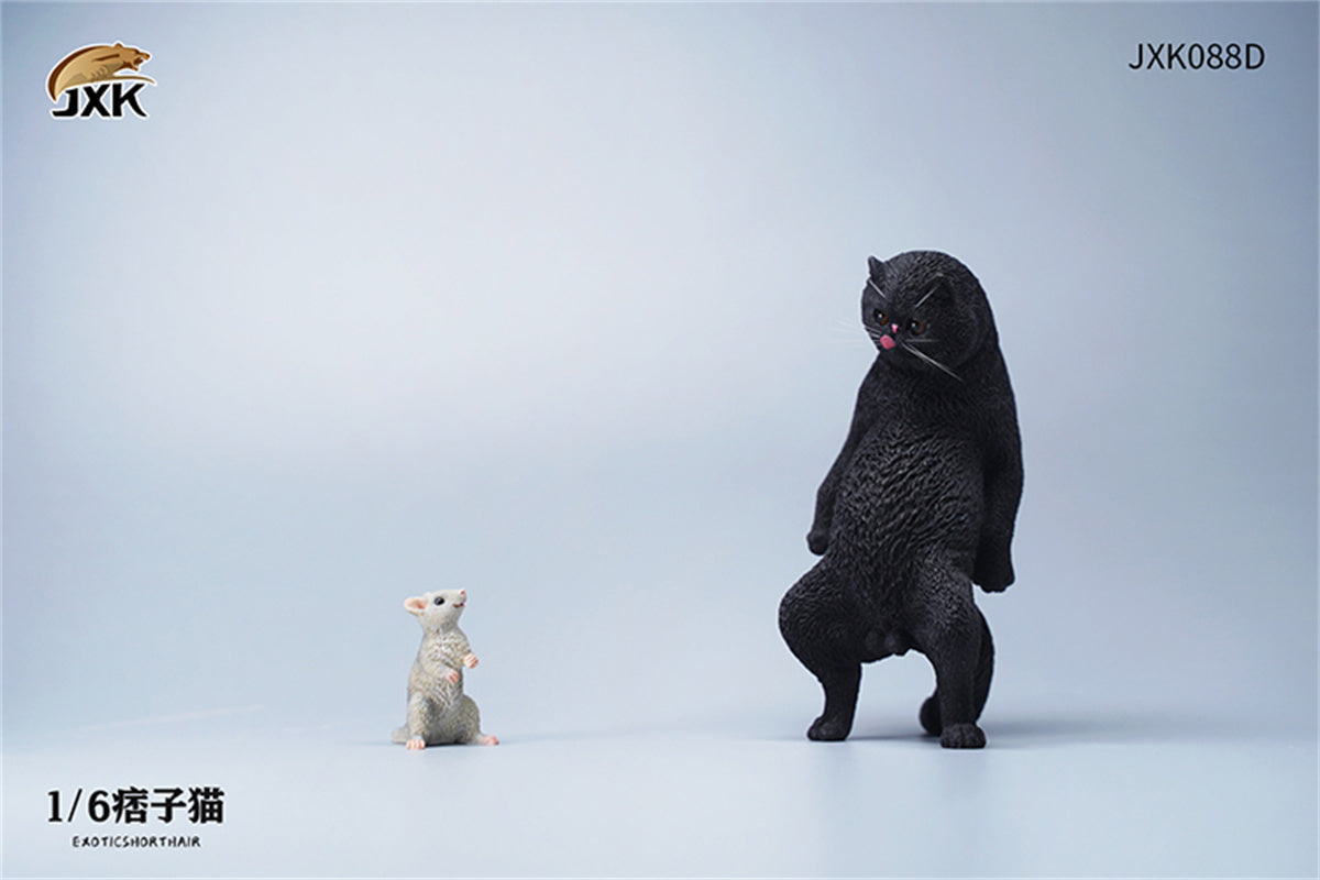 JXK 1/6 ExoticShorthair Model