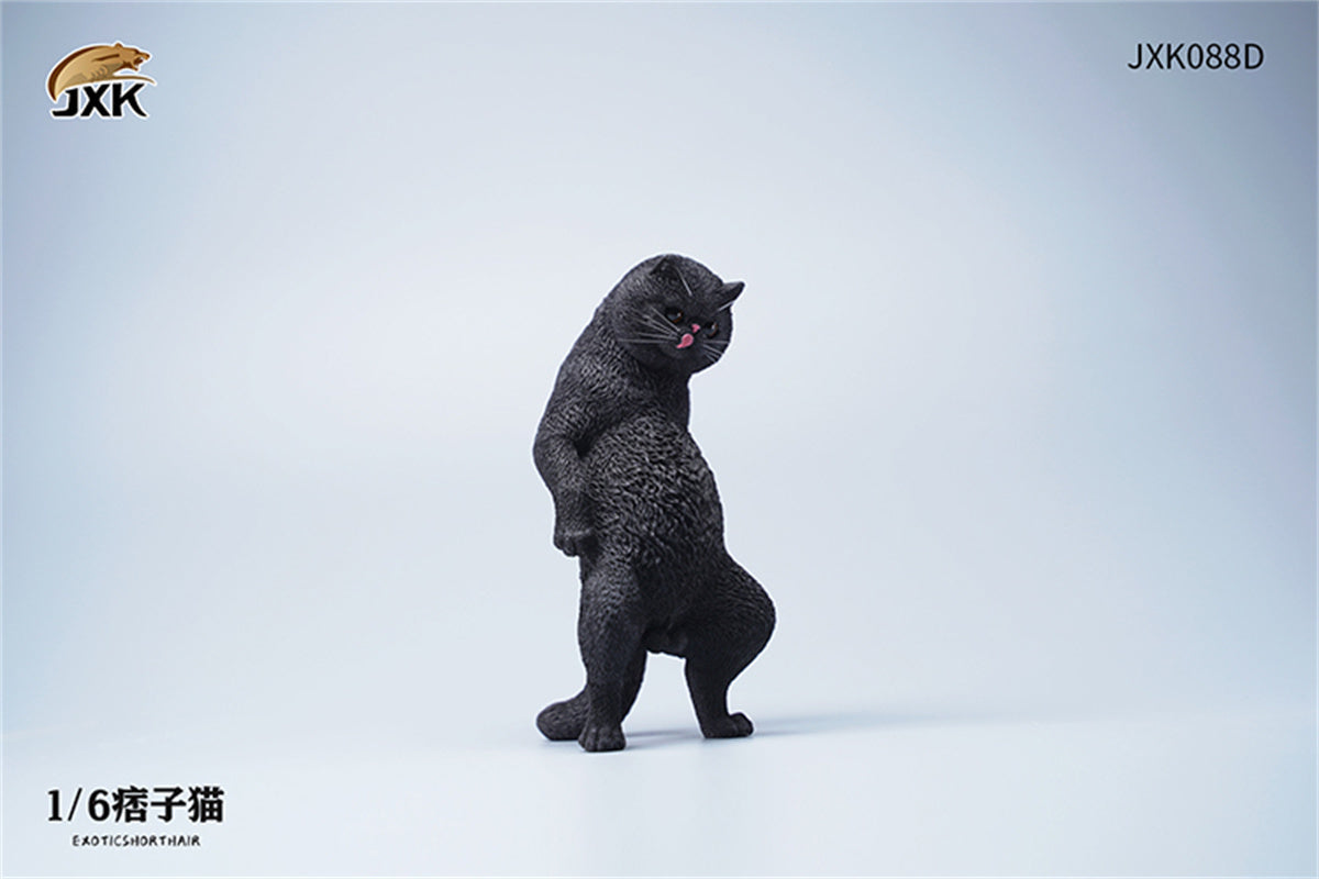 JXK 1/6 ExoticShorthair Model