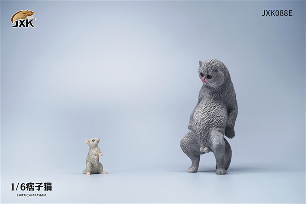 JXK 1/6 ExoticShorthair Model