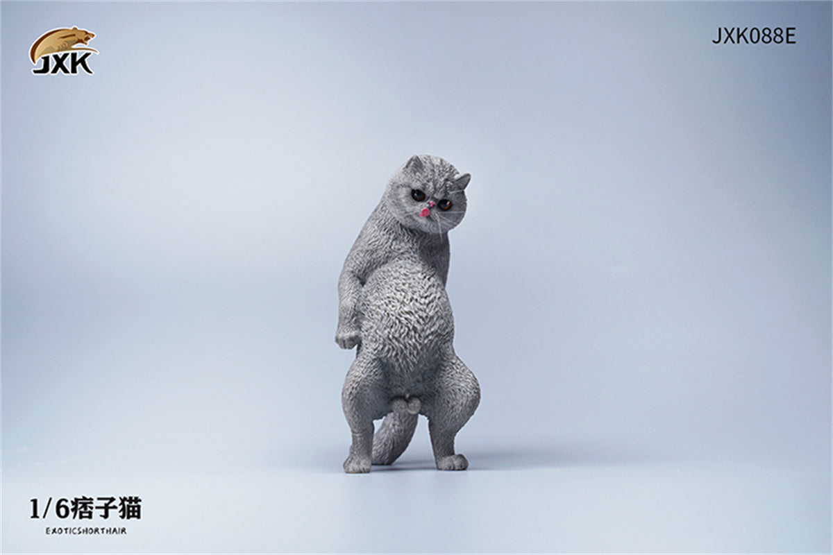 JXK 1/6 ExoticShorthair Model