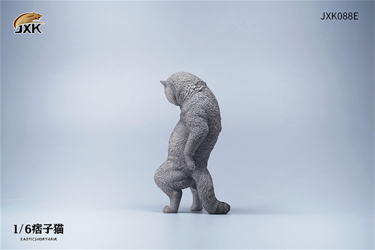 JXK 1/6 ExoticShorthair Model