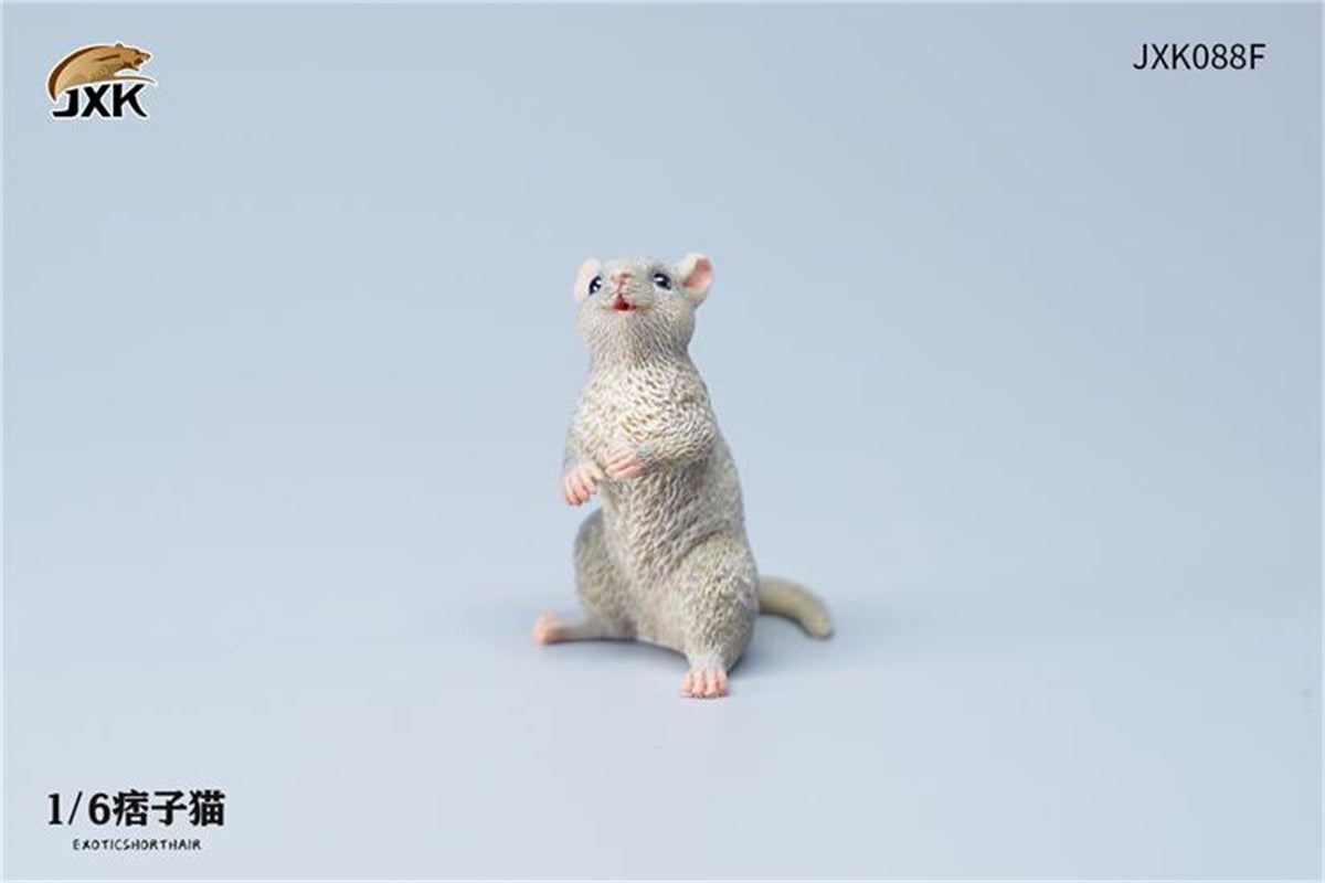 JXK 1/6 ExoticShorthair Model