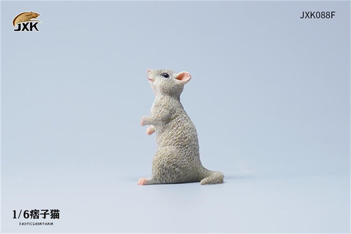 JXK 1/6 ExoticShorthair Model