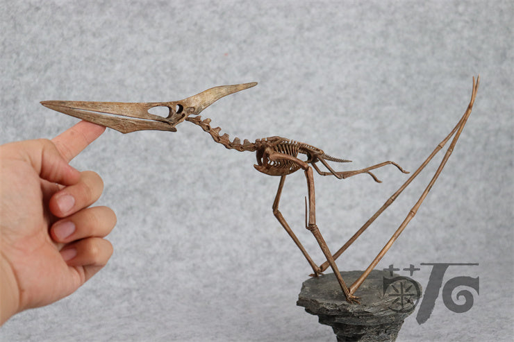 1/10 Flying Pteranodon Skeleton Model