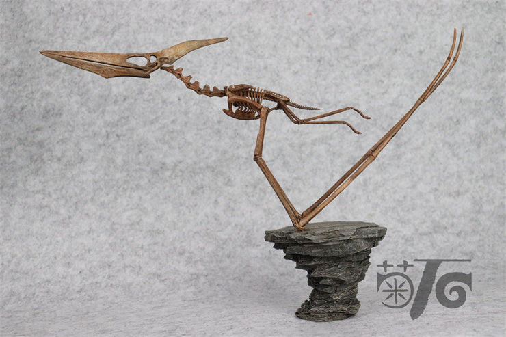 1/10 Flying Pteranodon Skeleton Model
