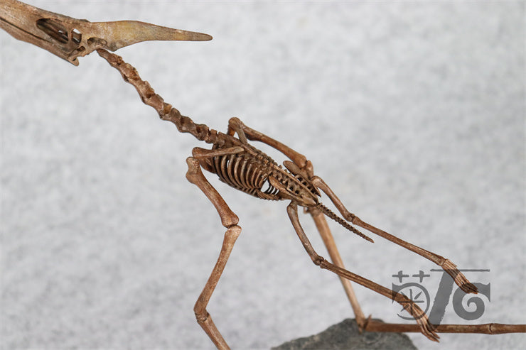 1/10 Flying Pteranodon Skeleton Model