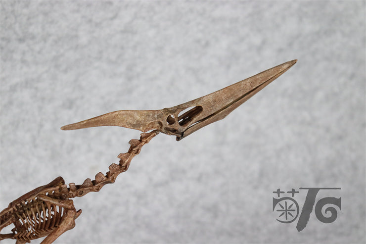 1/10 Flying Pteranodon Skeleton Model