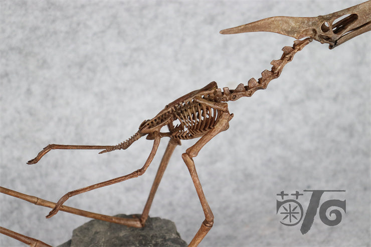 1/10 Flying Pteranodon Skeleton Model