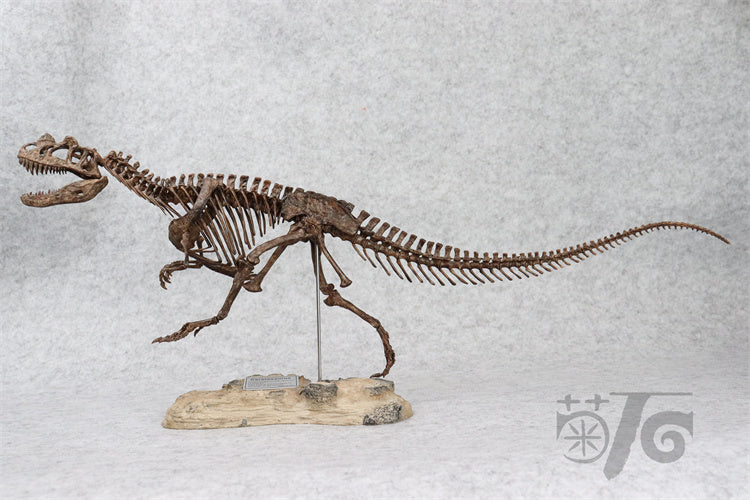 1/10 Ceratosaurus Skeleton Model