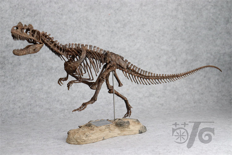1/10 Ceratosaurus Skeleton Model