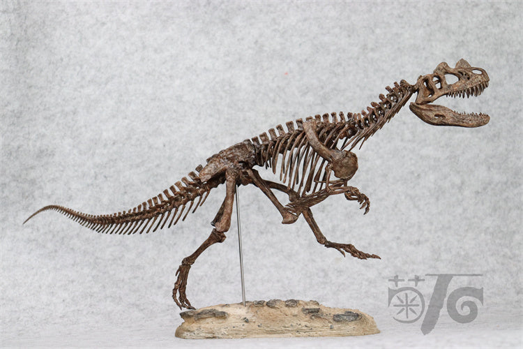 1/10 Ceratosaurus Skeleton Model