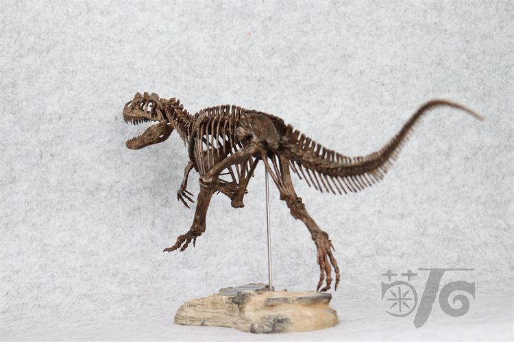 1/10 Ceratosaurus Skeleton Model