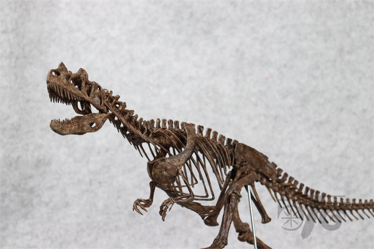 1/10 Ceratosaurus Skeleton Model