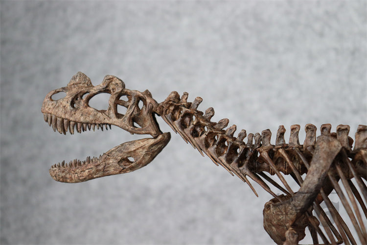 1/10 Ceratosaurus Skeleton Model