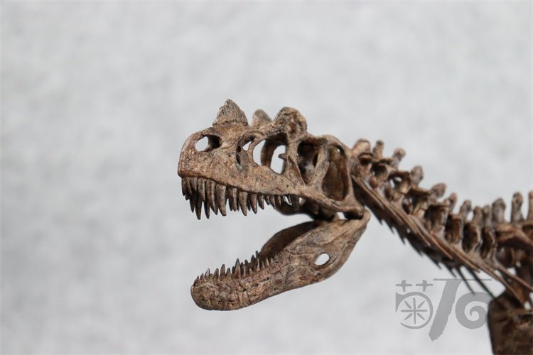 1/10 Ceratosaurus Skeleton Model