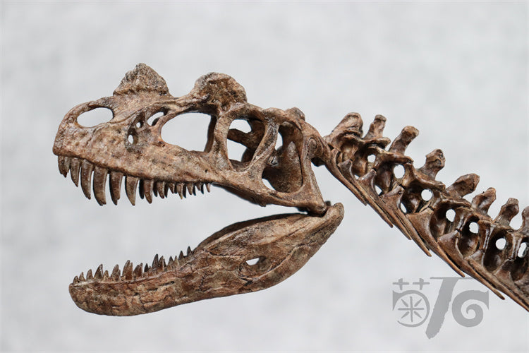 1/10 Ceratosaurus Skeleton Model