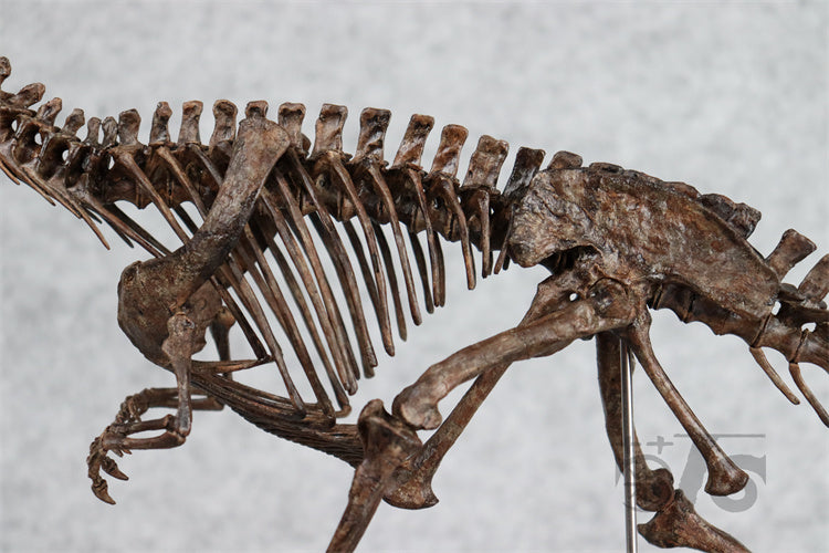 1/10 Ceratosaurus Skeleton Model