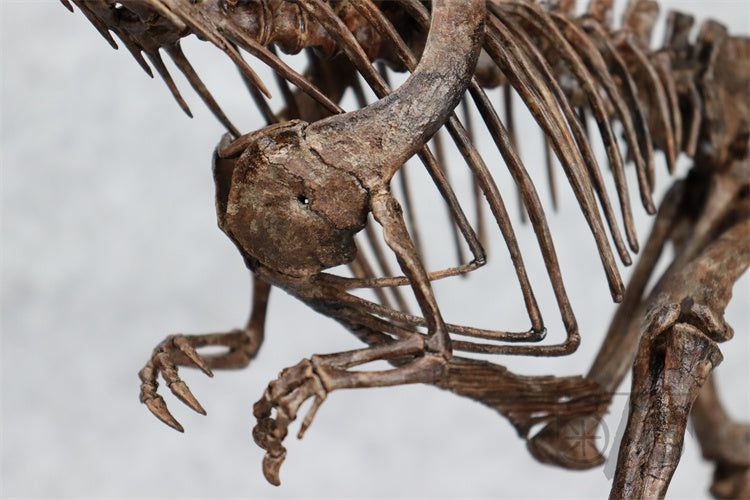 1/10 Ceratosaurus Skeleton Model