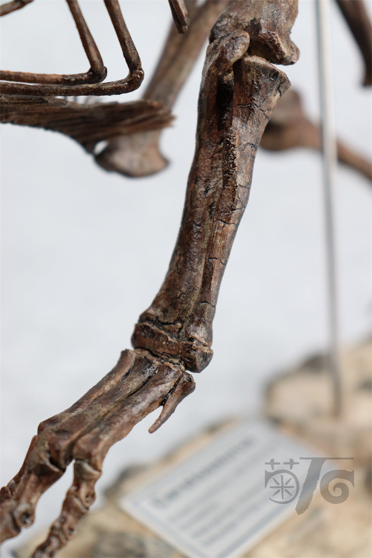 1/10 Ceratosaurus Skeleton Model
