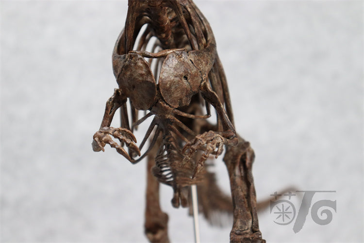 1/10 Ceratosaurus Skeleton Model