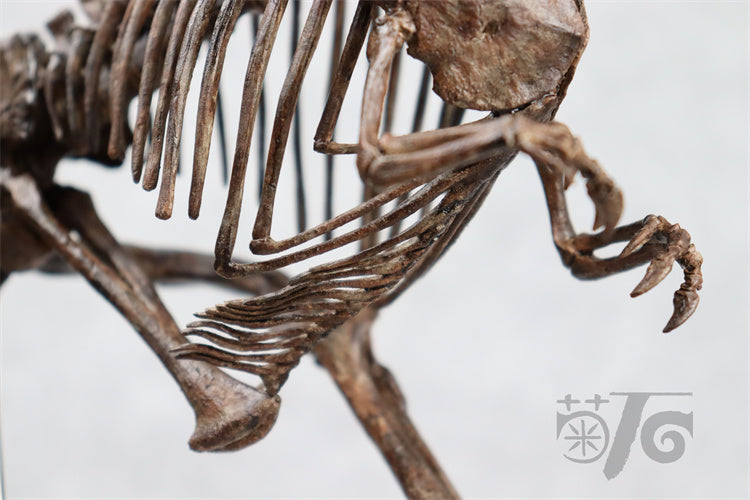 1/10 Ceratosaurus Skeleton Model