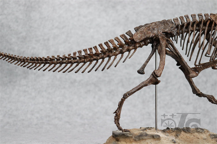 1/10 Ceratosaurus Skeleton Model