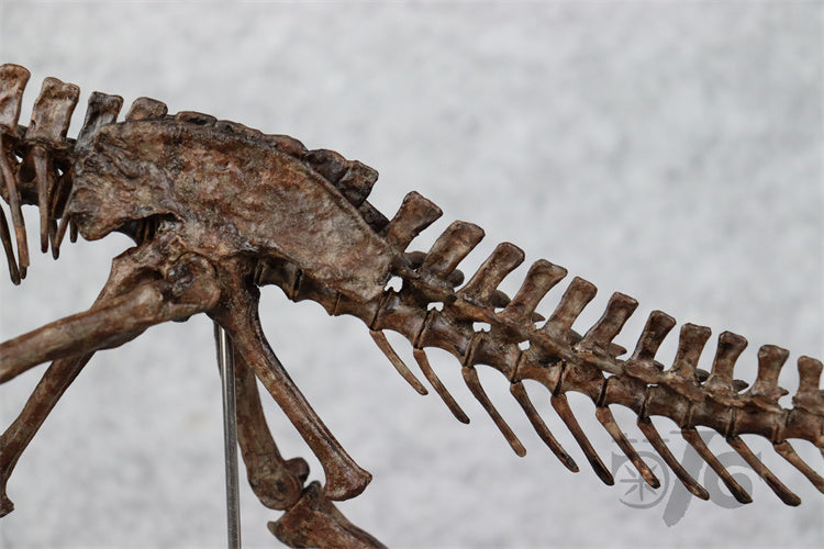 1/10 Ceratosaurus Skeleton Model