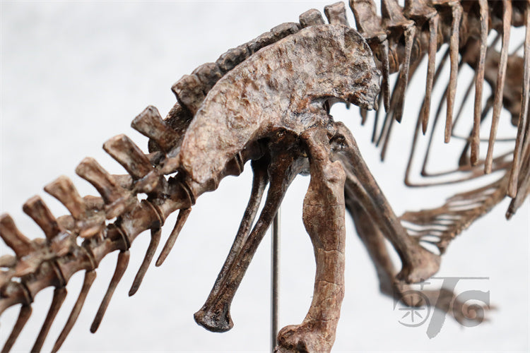 1/10 Ceratosaurus Skeleton Model