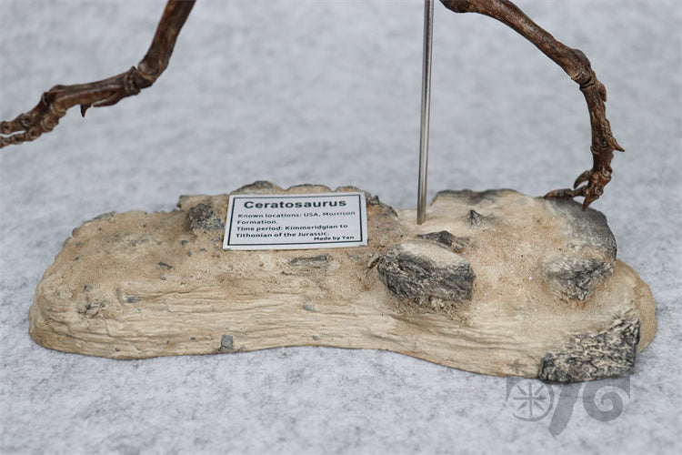1/10 Ceratosaurus Skeleton Model