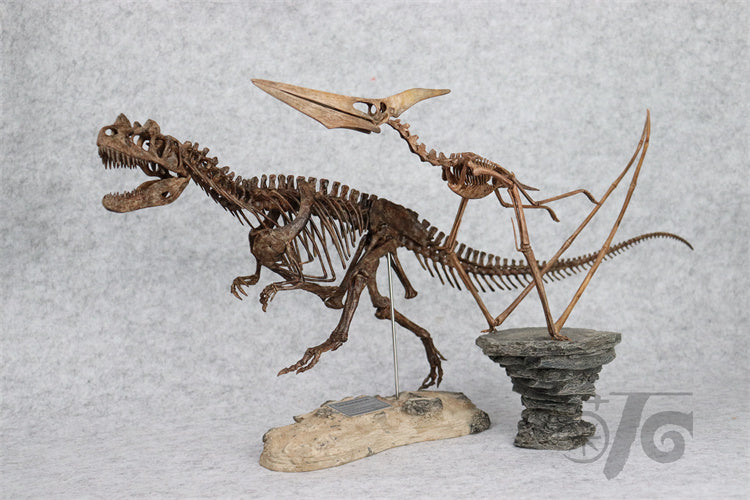1/10 Ceratosaurus Skeleton Model