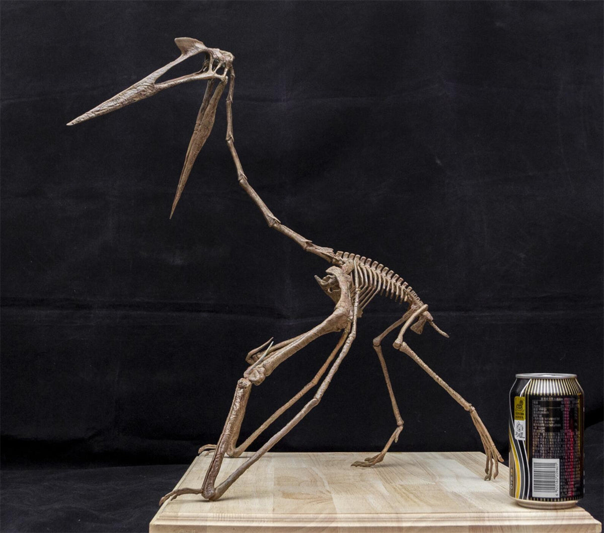 Quetzalcoatlus Skeleton Model
