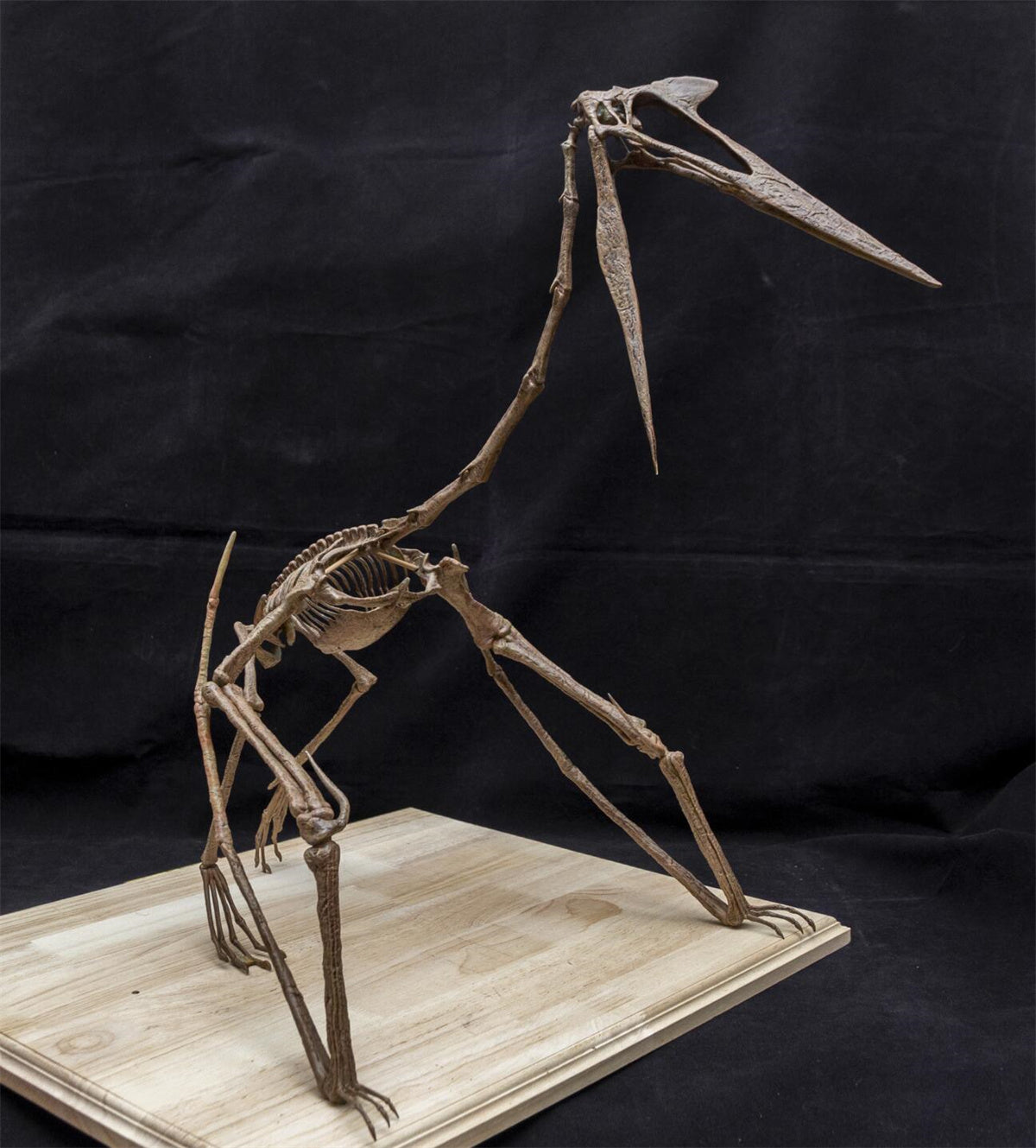 Quetzalcoatlus Skeleton Model