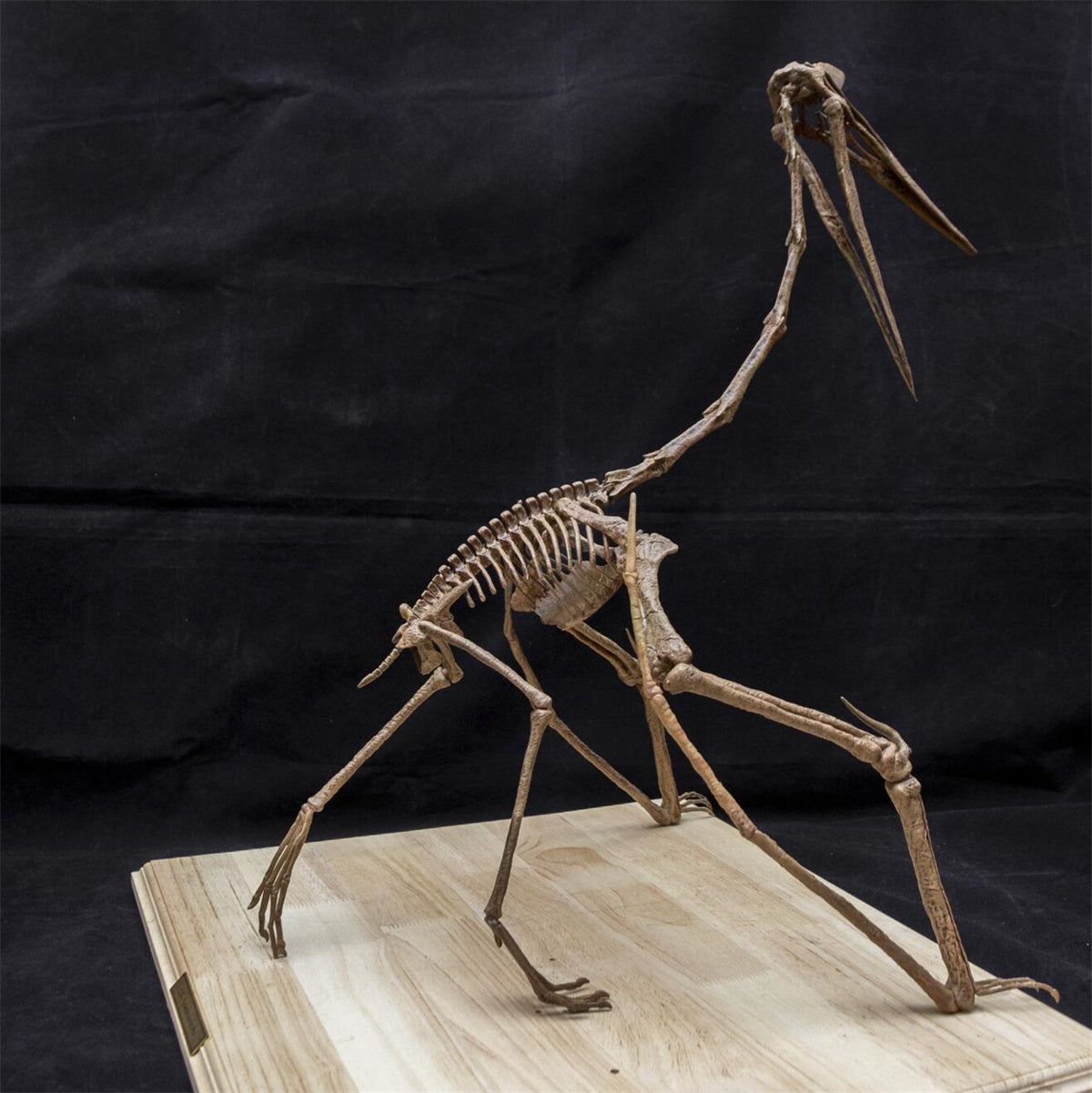 Quetzalcoatlus Skeleton Model