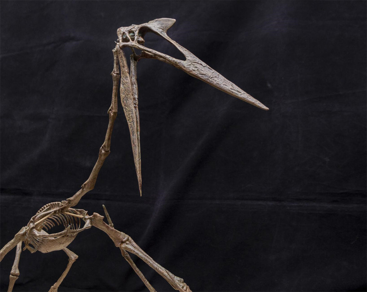 Quetzalcoatlus Skeleton Model